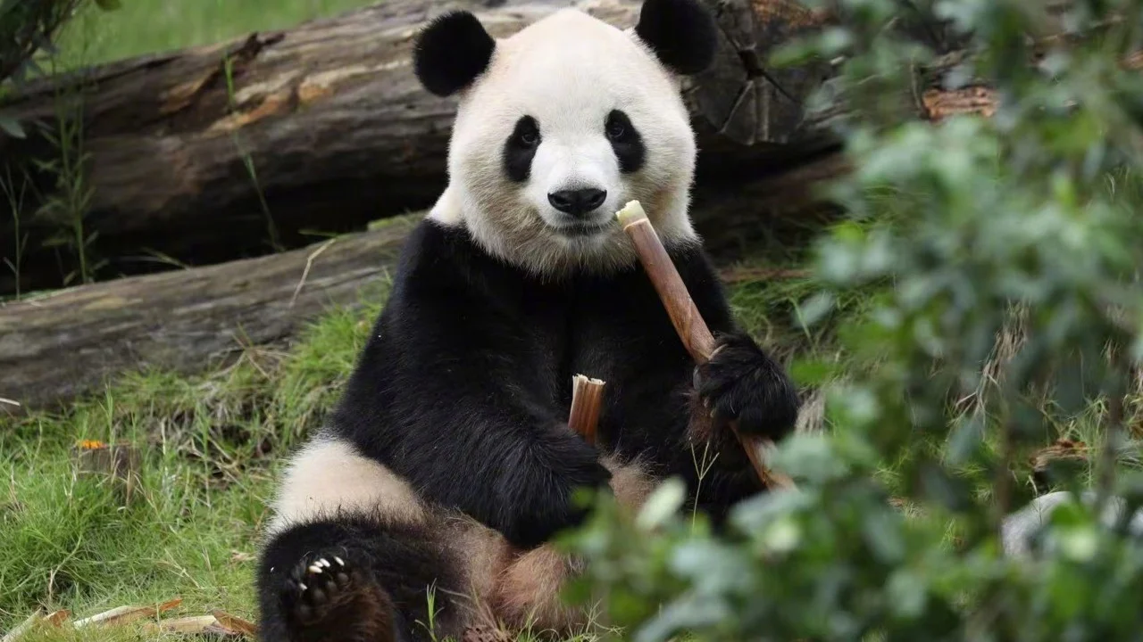 China Sends Two Giant Pandas to Atlanta Zoo After Xi-Trump Summit