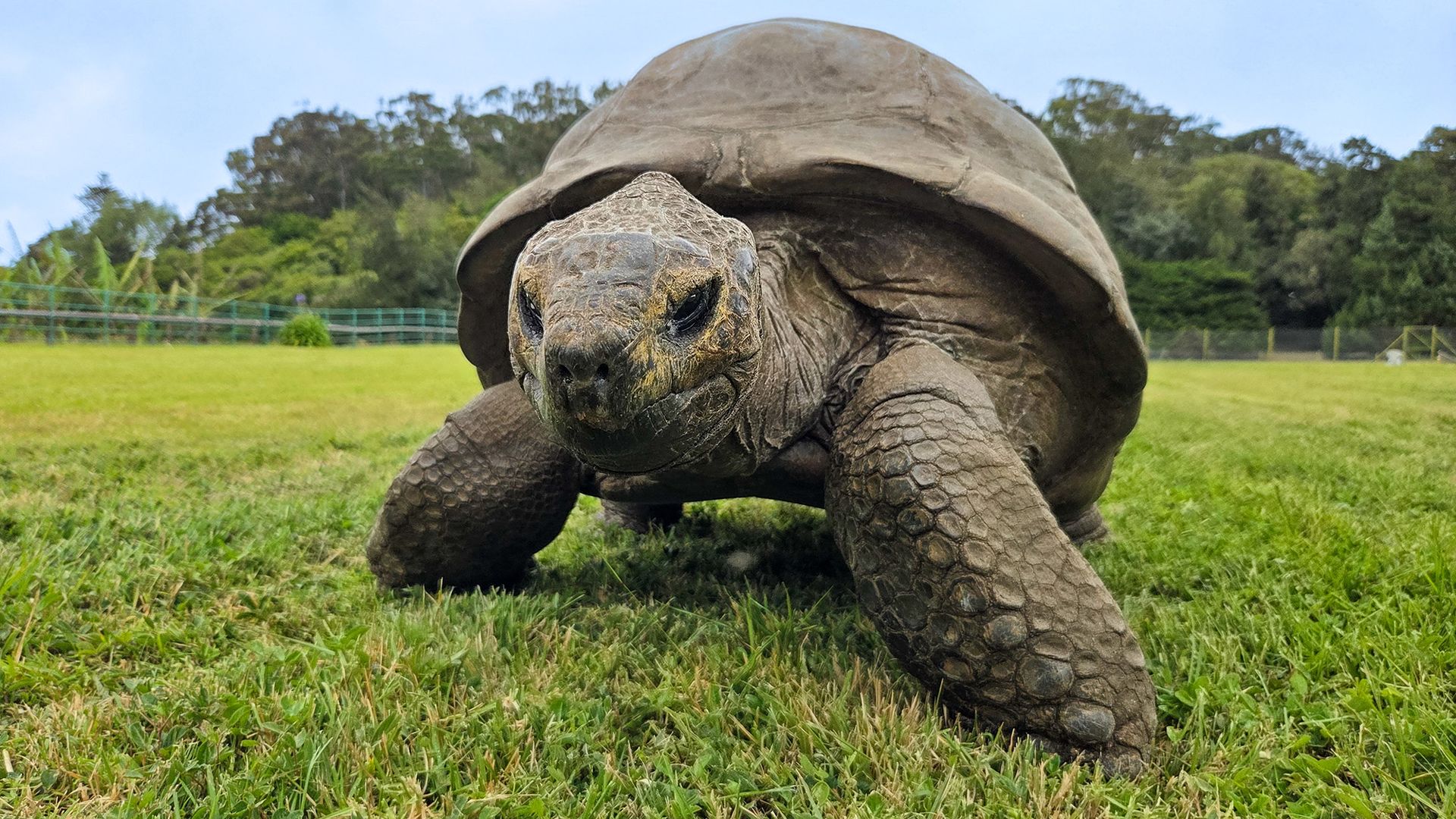 Jonathan the Tortoise's First Genome Study Offers Clues to His Longevity