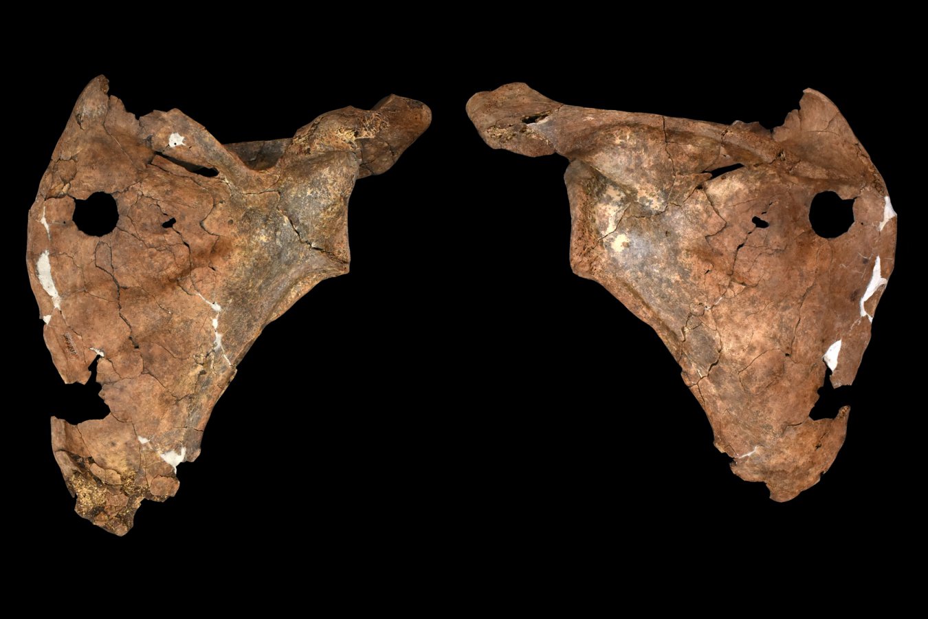 Neanderthal Shoulder Wound Points to Possible Wooden Spear Killing in Iraq