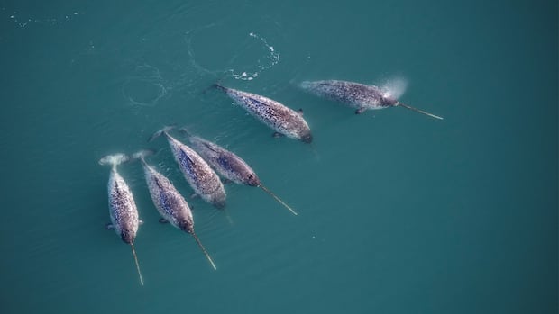 Scientists Discover Double Spiral Structure Inside Narwhal Tusks Using X-Rays