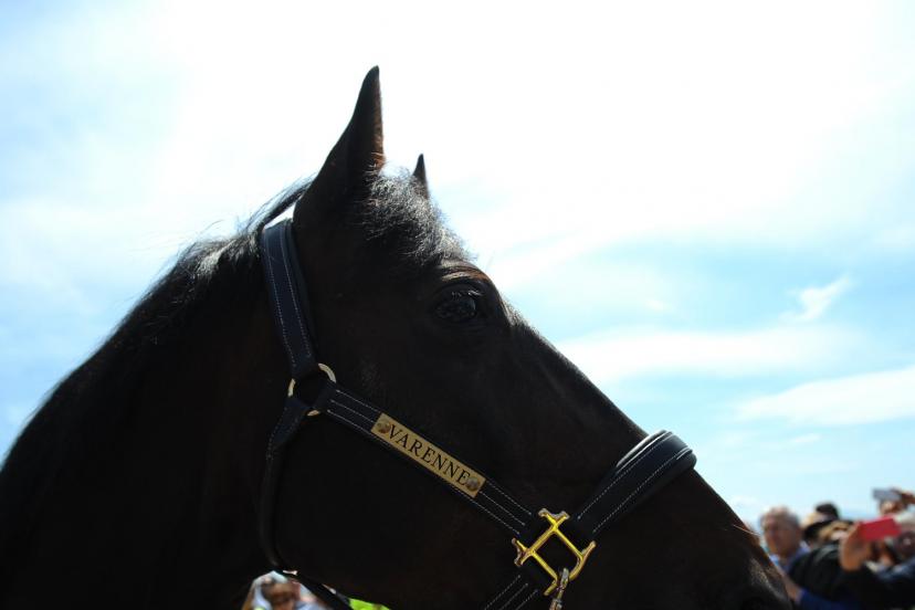 Legendary Italian Trotter Varenne Dies at 31, Leaves Historic Legacy