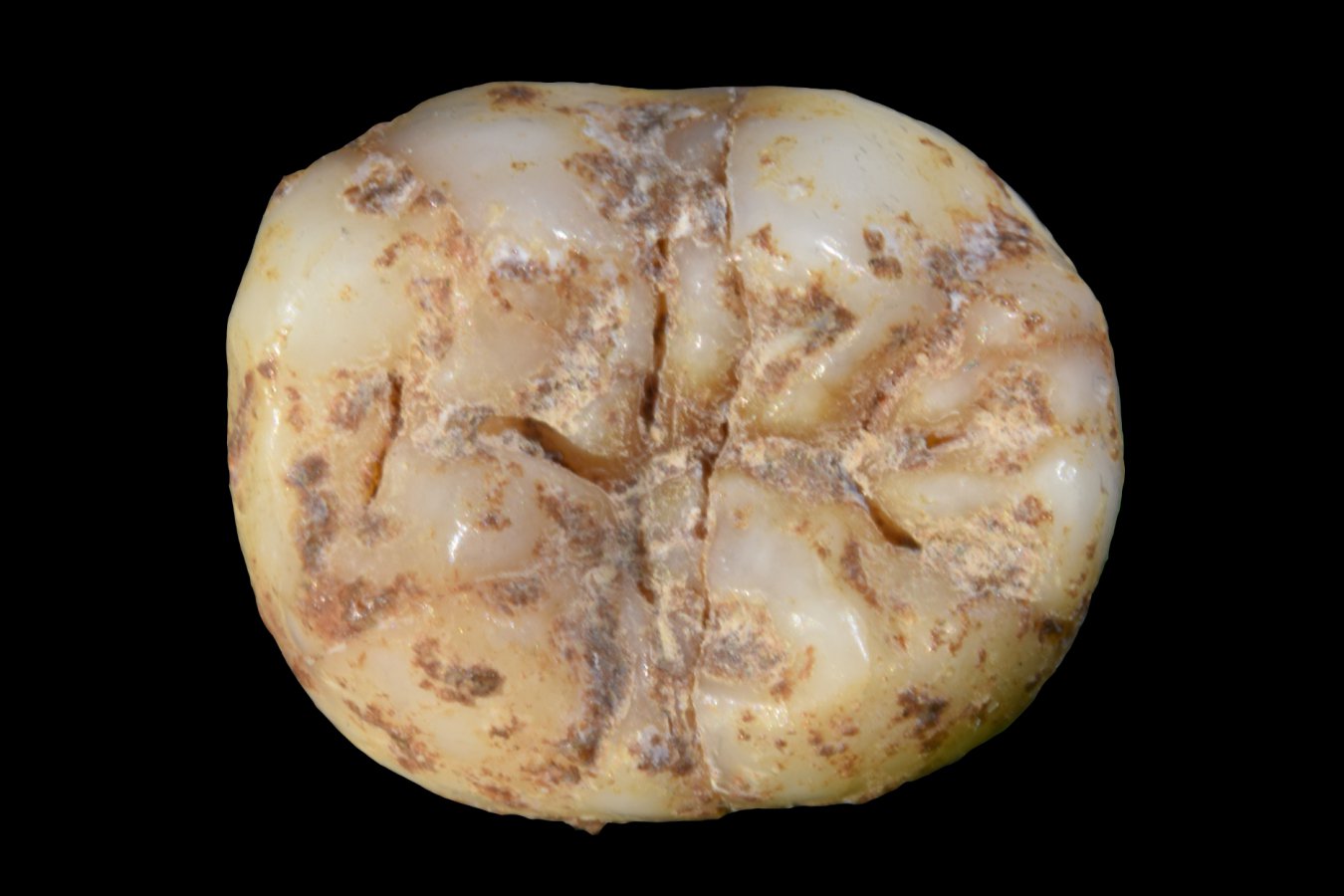 First Denisovan Forearm Bone and Tools Discovered in Southwest China Cave