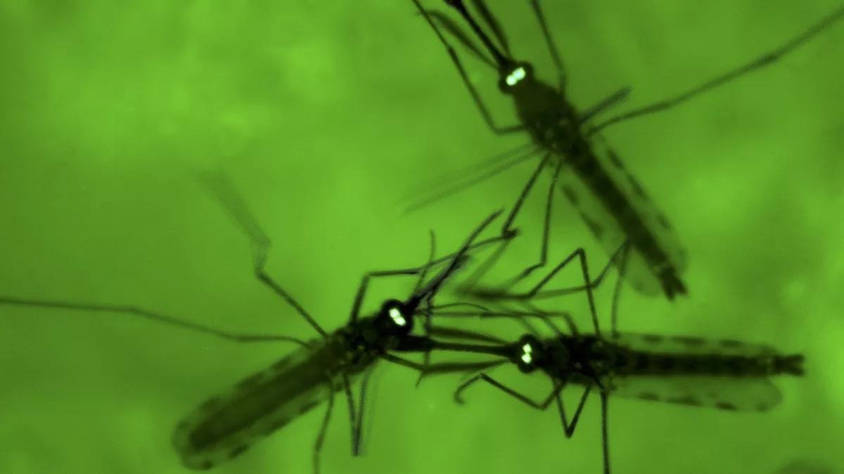 Three Malaria Deaths and Multiple Cases Linked to Frankfurt Airport Area