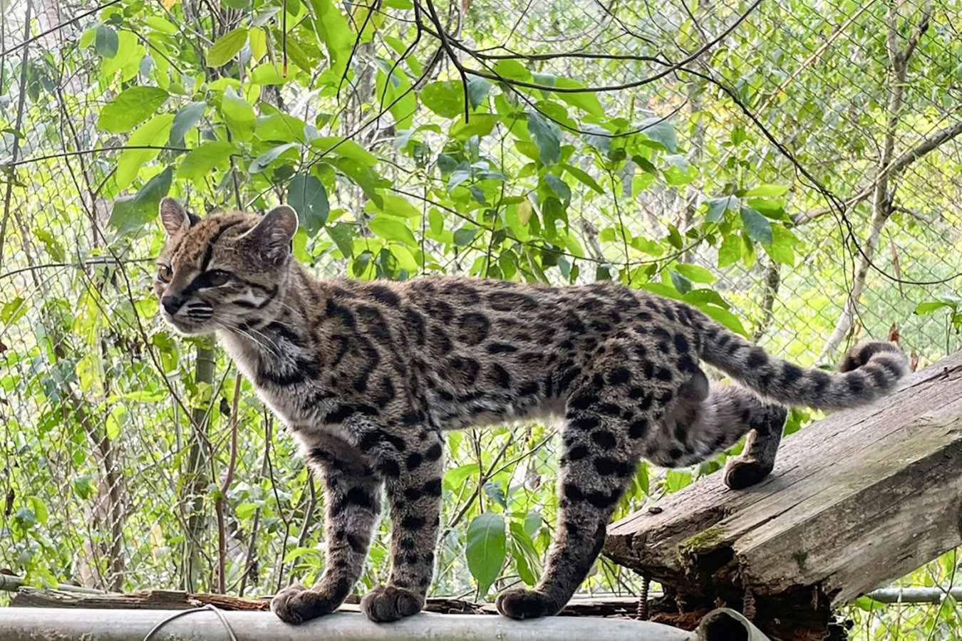 Scientists Confirm Two Tilcayo Wild Cats Discovered in Bolivia