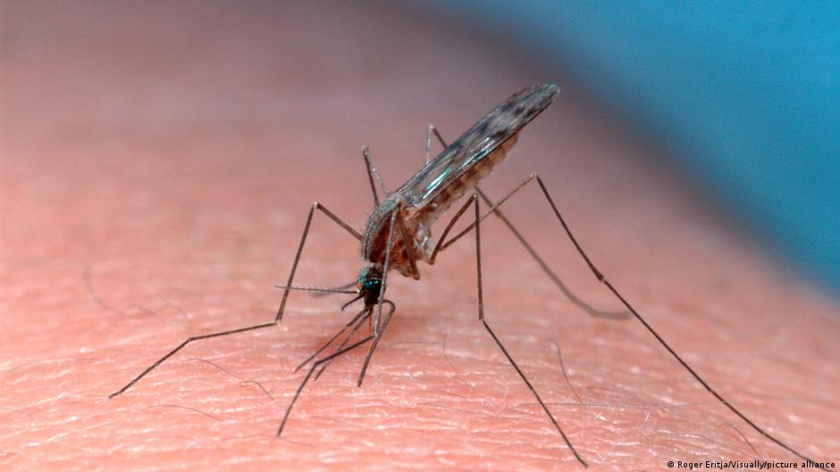 Two Frankfurt Airport Workers Die After Malaria Outbreak Linked to Imported Mosquitoes