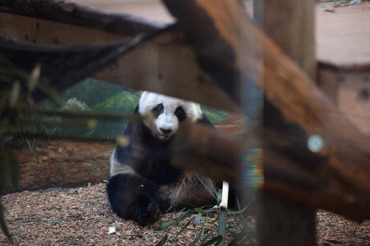 China to Send Two Giant Pandas to Zoo Atlanta, Reviving Panda Diplomacy
